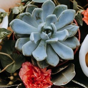 Meet your Posher, Callie